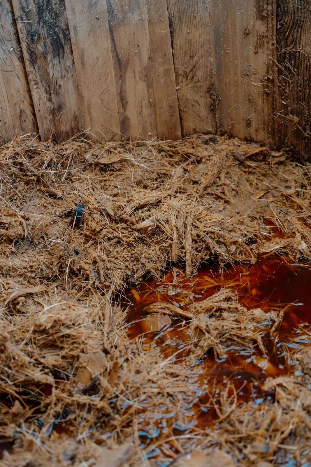 Mash fermenting in a wooden vat